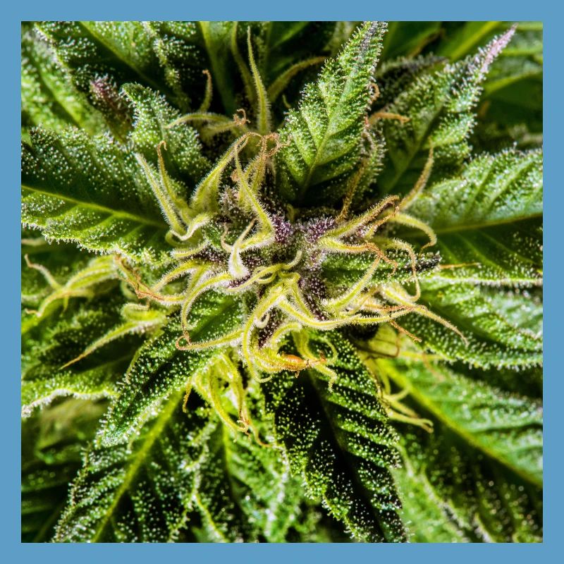 Les fleurs de cannabis, la marijuana, c’est tellement vert