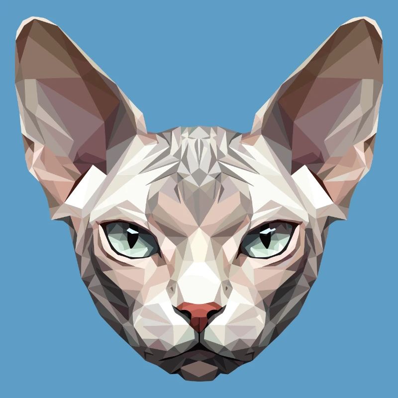 Sphynx Chat Sphynx Chat Chat Canadien Sphinx mignon