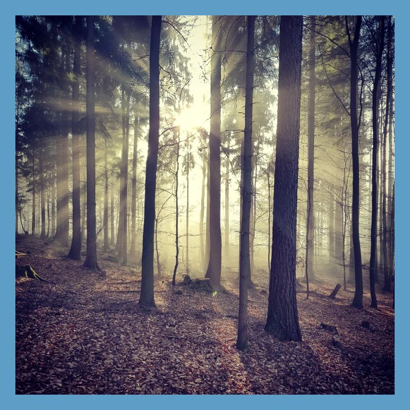 Sonnenstrahlen Waldlicht