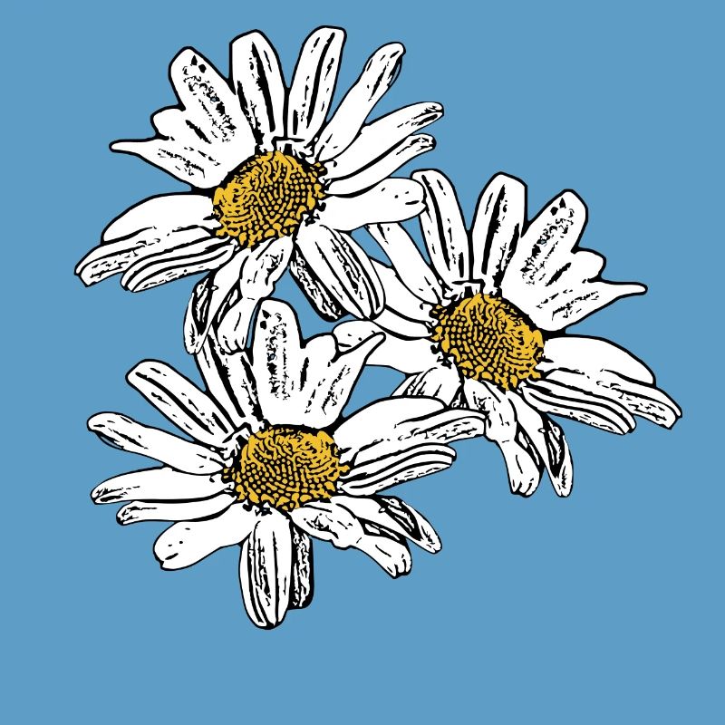 Fleur Fleur Blanche Fleurs Blanches Fleurs Blanches