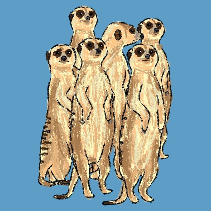 Conception de suricate / suricate