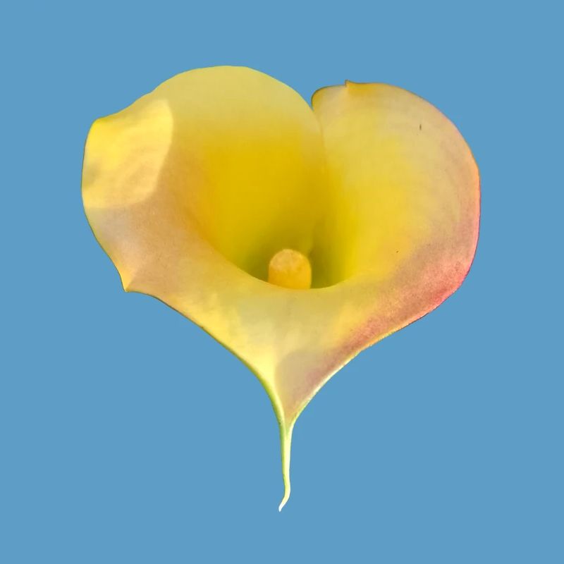 LYS CALLA JAUNE