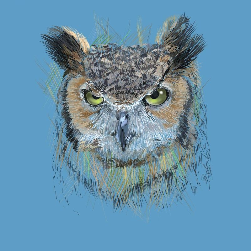 Owl