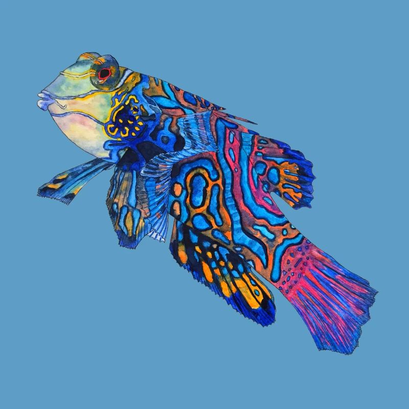 mandarin fish