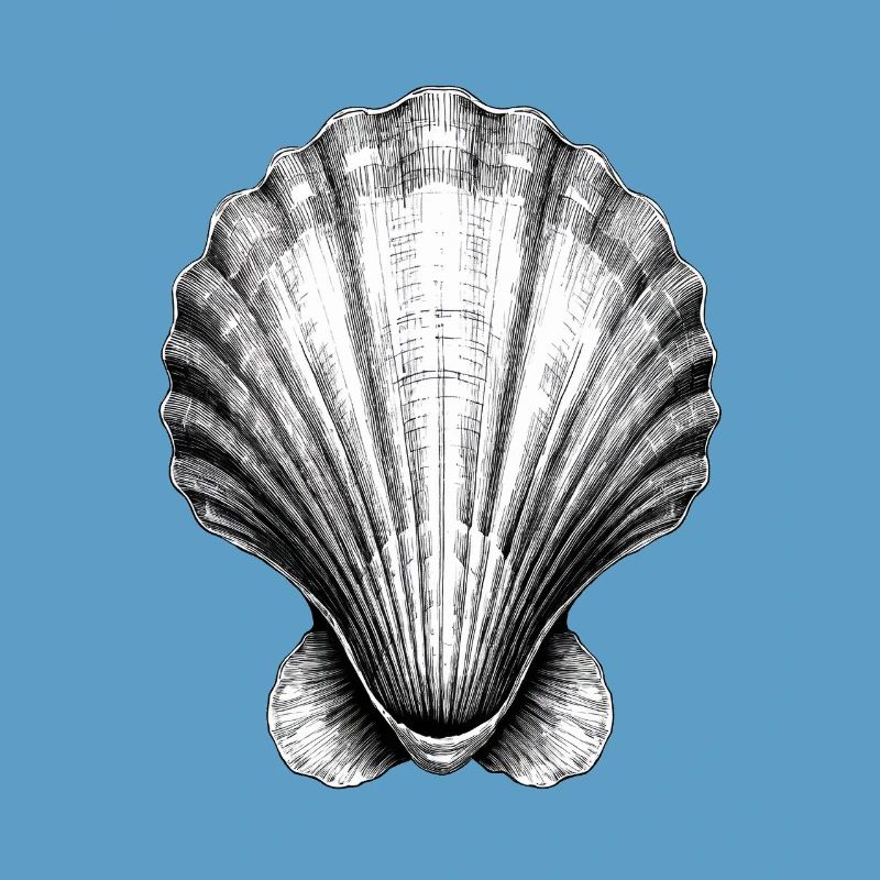 Stunning shell illustration