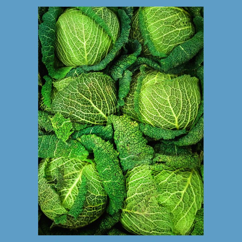 Cabbage Cabbage