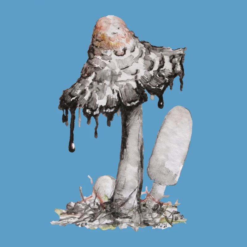 champignon de l’encre