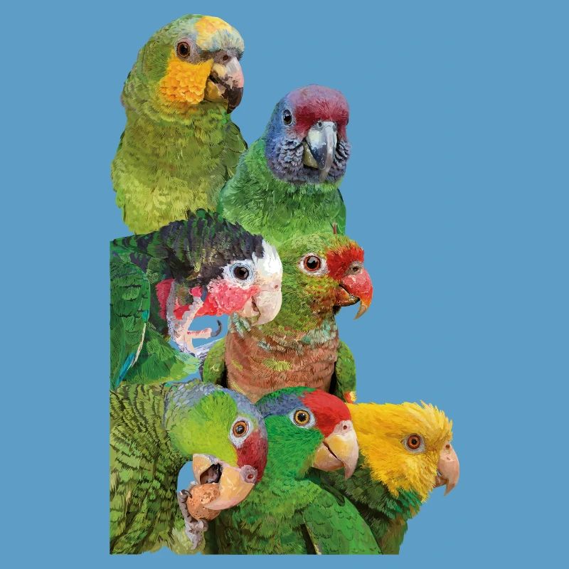 Amazonian parrots