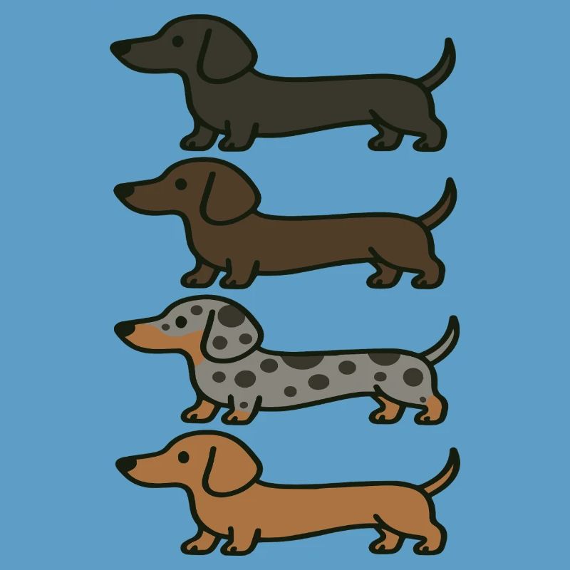 Variations de couleur de Teckel mignons