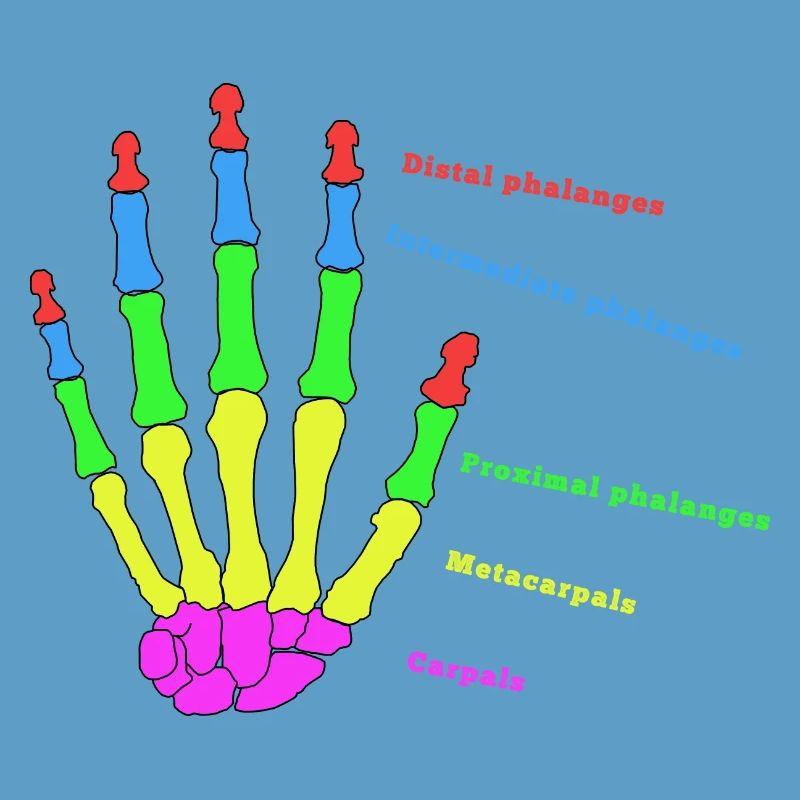 Hand Bone Anatomy Human Evolution Physio