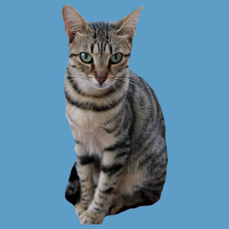 Chat chat chaton doux