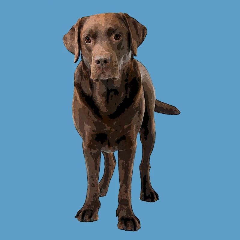 Brown Labrador Comic Style