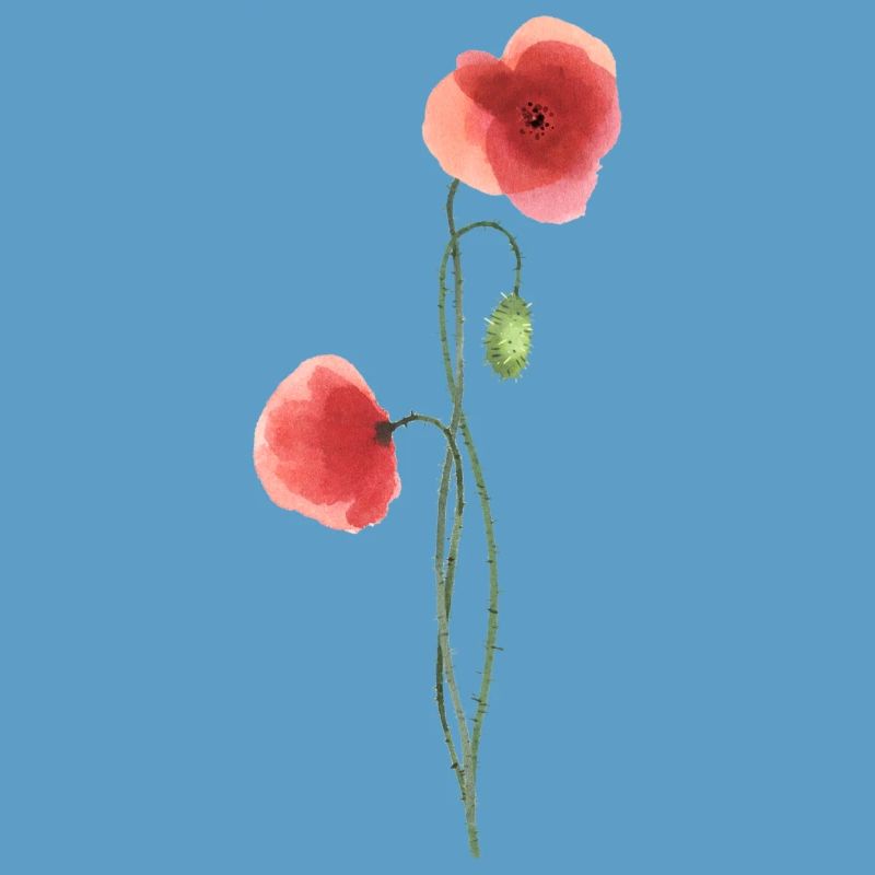 Flower: red poppy
