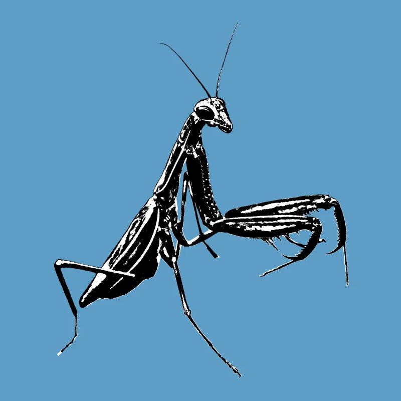 Praying mantis / Mantis insect