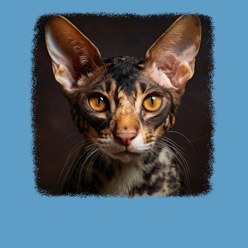 Chaton Cornish Rex Chat Cornish Rex
