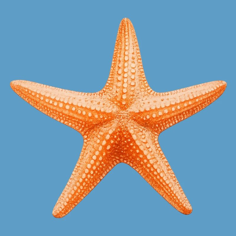 Conception de la plage Orange Starfish