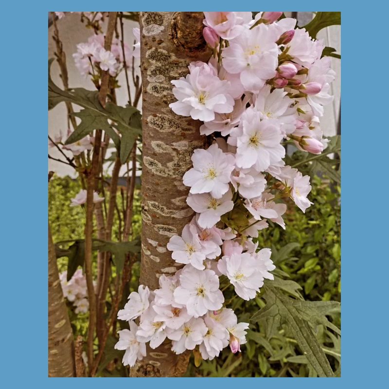 Delicate cherry blossoms on tree trunk