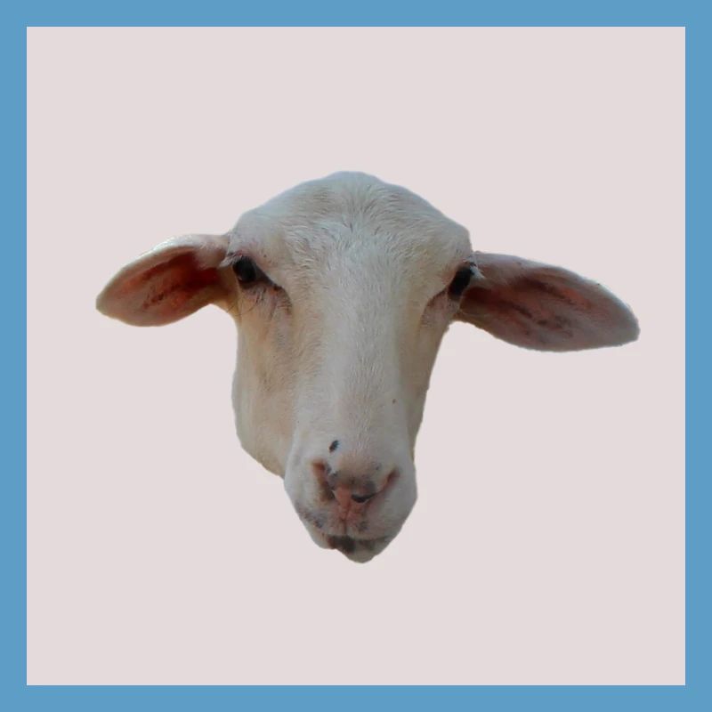 sheep