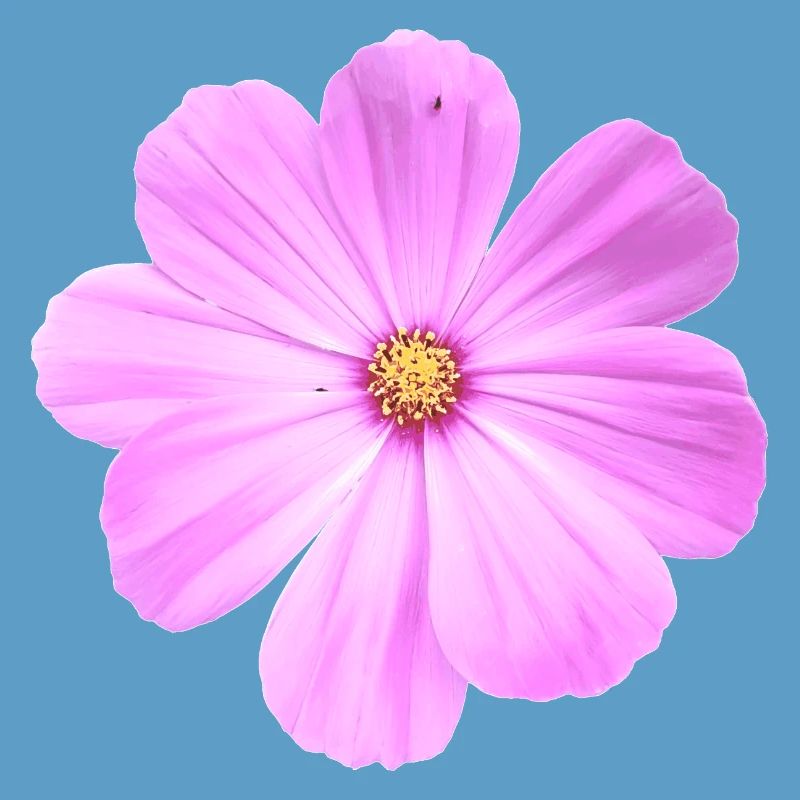 fleur
