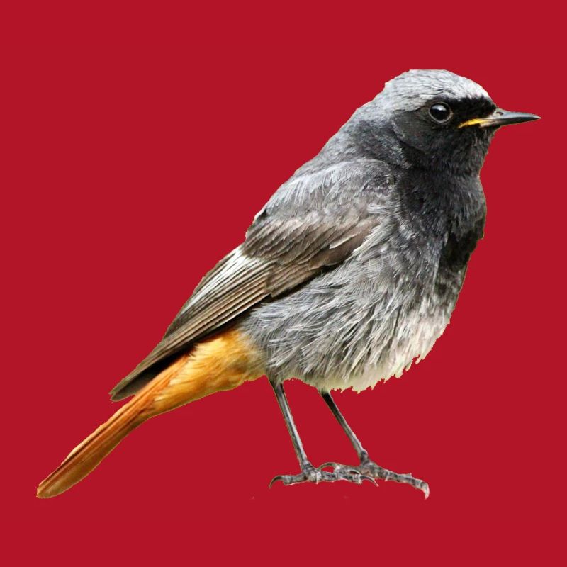 Rotschwanz Robin
