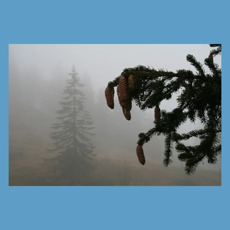 Cloud Forest Cone Magic / Feldberg