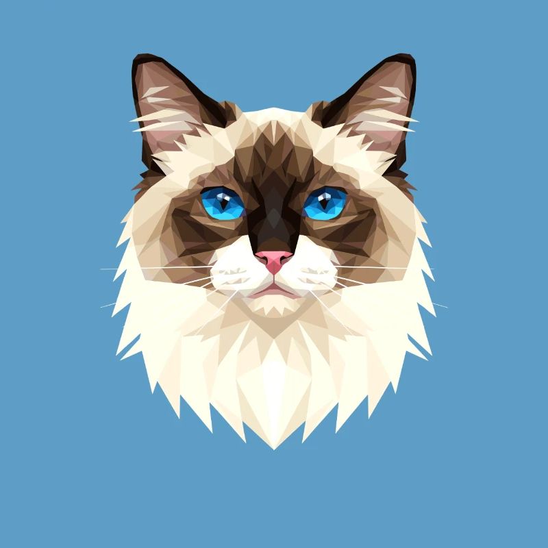 Chat Birman Chat Birman Sacré Chat Birman Mignons Chats Birman