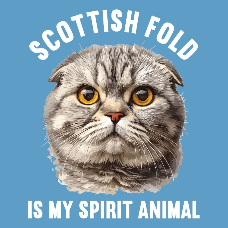 Scottish Fold Kitten Scottish Fold chat
