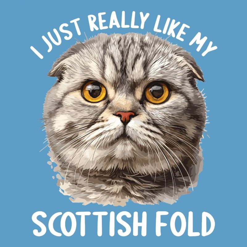 Scottish Fold Kitten Scottish Fold Cat