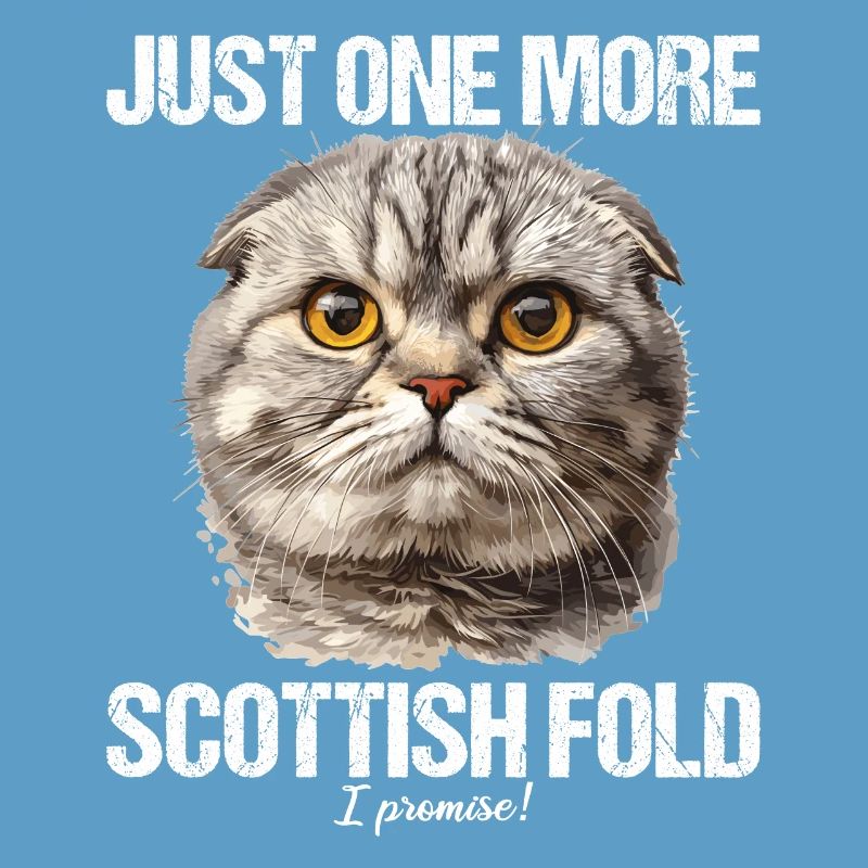 Scottish Fold Kitten Scottish Fold Cat