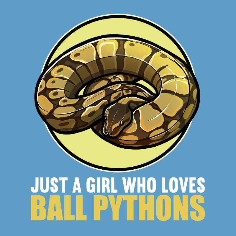 Ball Python Königspythons Königspython