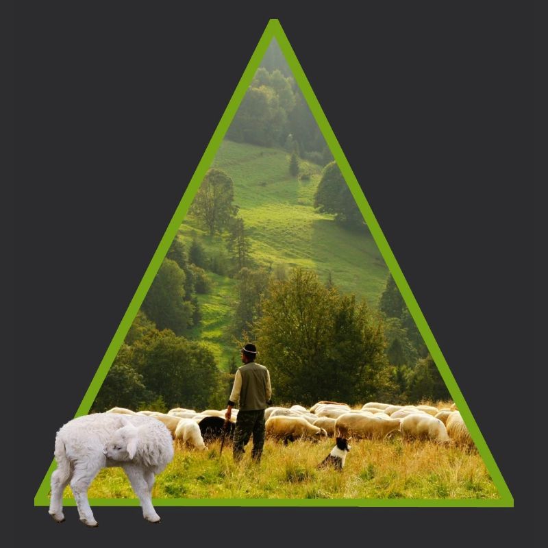 sheep with shepherd