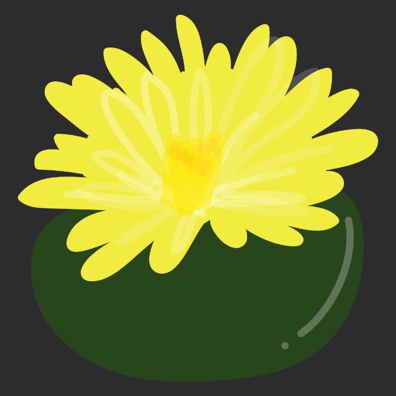 Lithops flower1