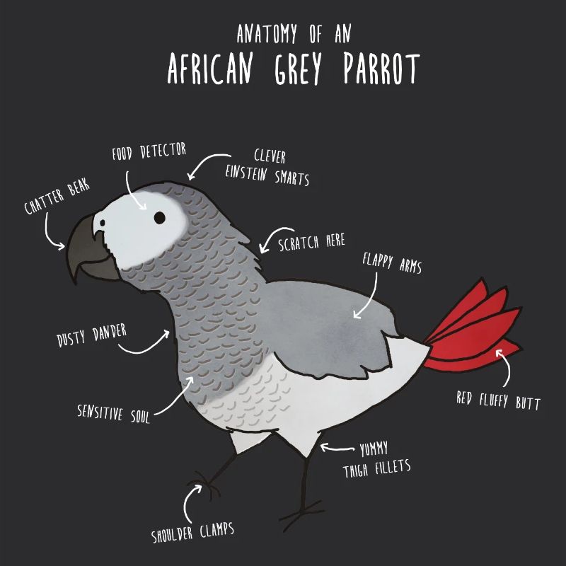 Anatomie du python royal