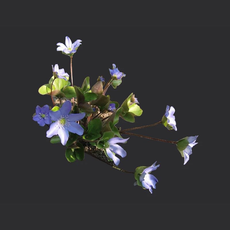 Leberblümchen
