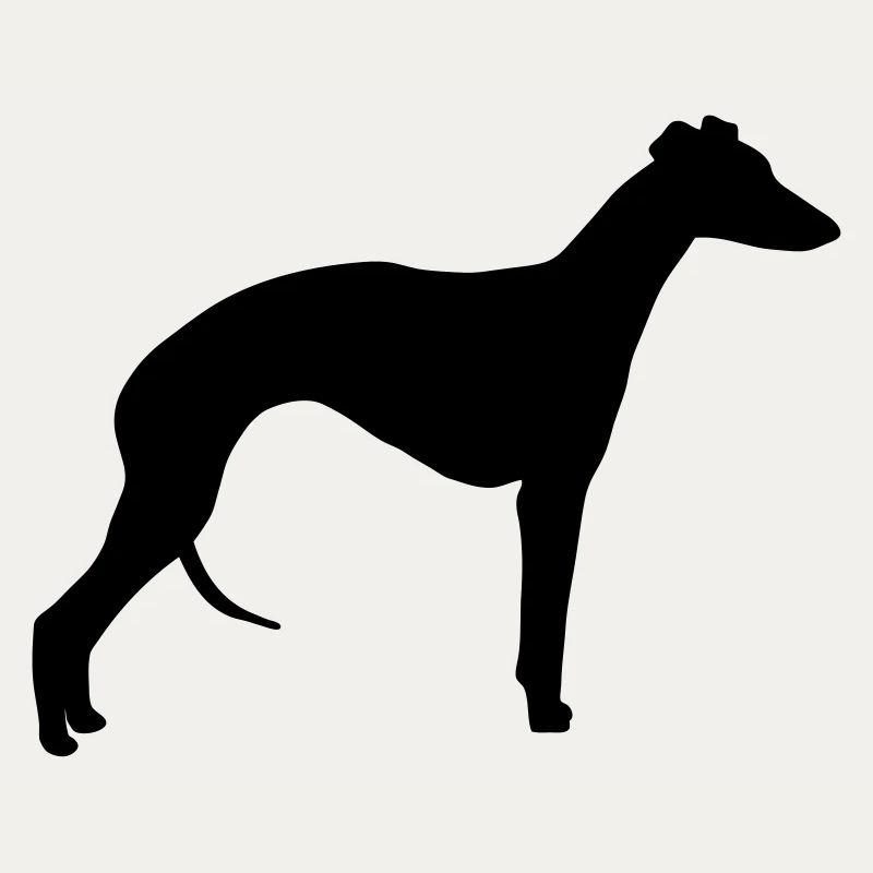 Whippet