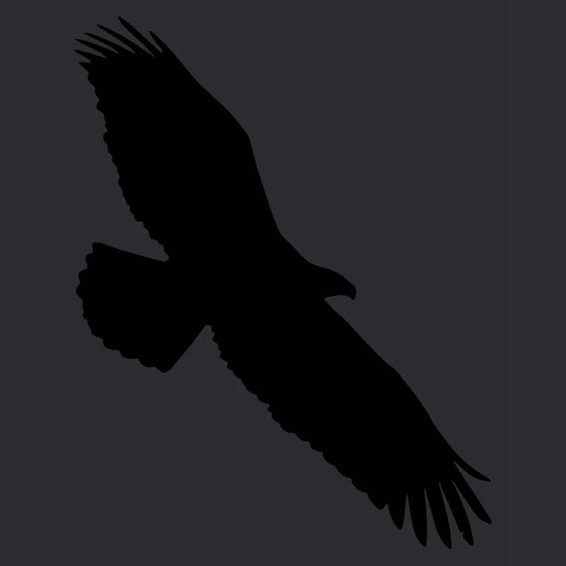 aigle planant dans le ciel