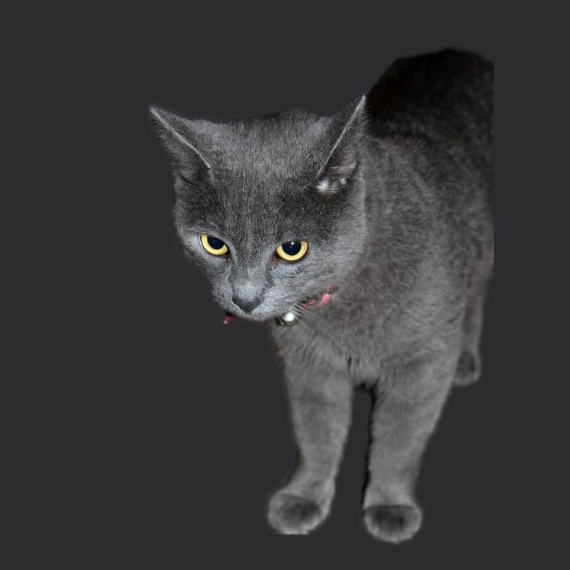 Katze schwarz grau