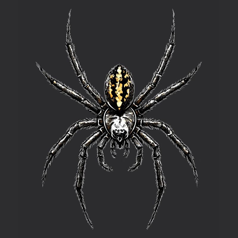 Araignée Tarentule Amour Arachnide Araignées
