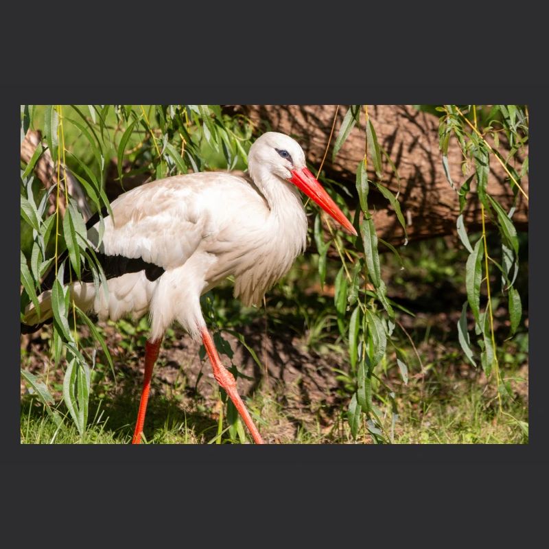 Weißstorch oder Klapperstorch