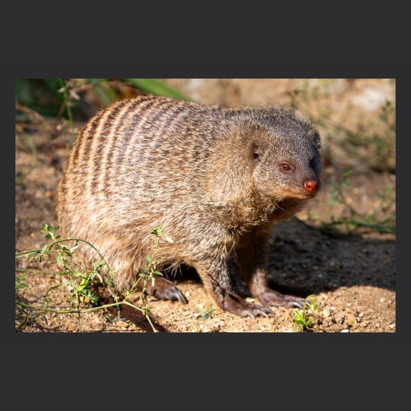 Banded Mongoose or Zebra Mongoose Zebramanguste