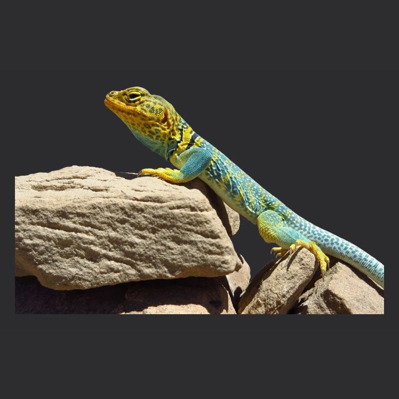 gecko lizard echse eidechse