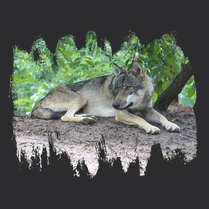 Grey Wolf