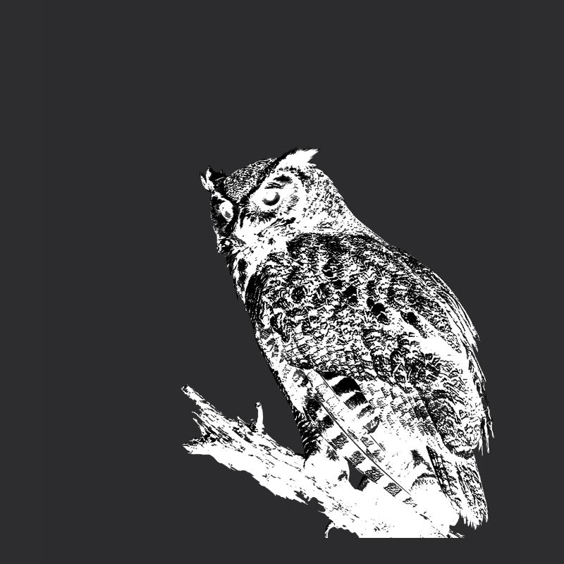 Owl On Tree Branch Black White Nocturnal Predator