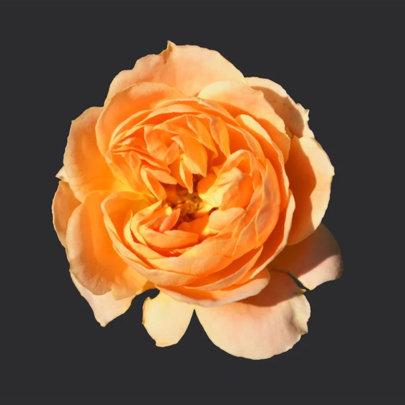Rose isolée