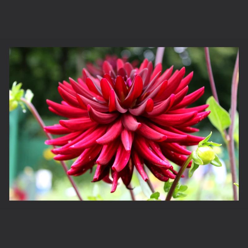 Dahlie rot Blüte ,Blume
