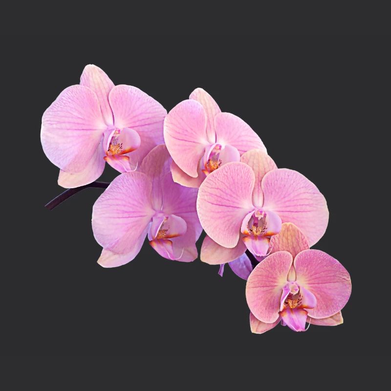 orchidée rose isolé clipart