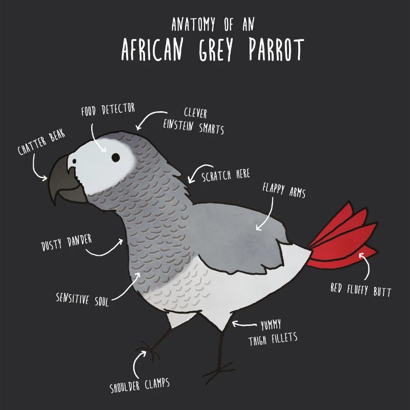 Anatomie du python royal
