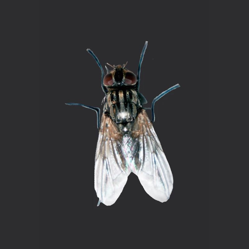 fliege