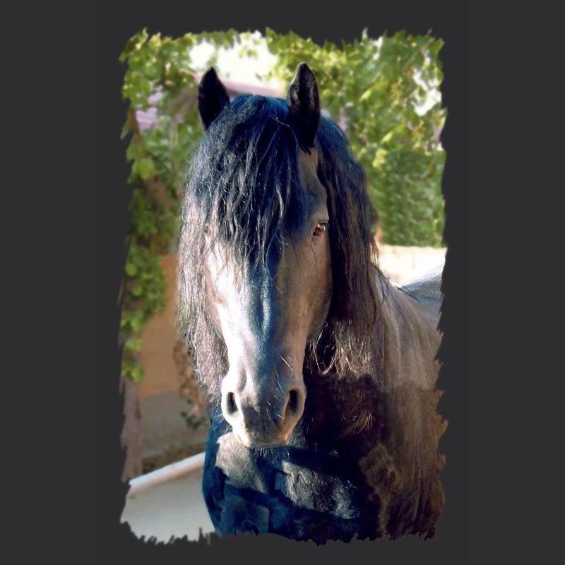 Friesenpferd