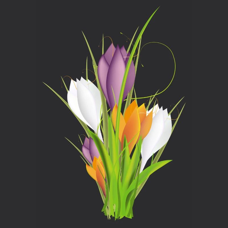 delicate brightly lit crocuses in spring